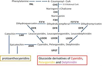 Fine Mapping of the “black” Peel Color in Pomegranate (Punica granatum L.) Strongly Suggests That a Mutation in the Anthocyanidin Reductase (ANR) Gene Is Responsible for the Trait